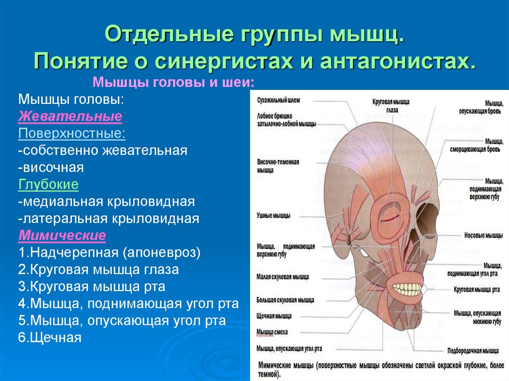 Мышцы термины. Мышцы головы. Мышцы головы анатомия. Жевательные мышцы головы височная. Мышцы лица антагонисты и синергисты.