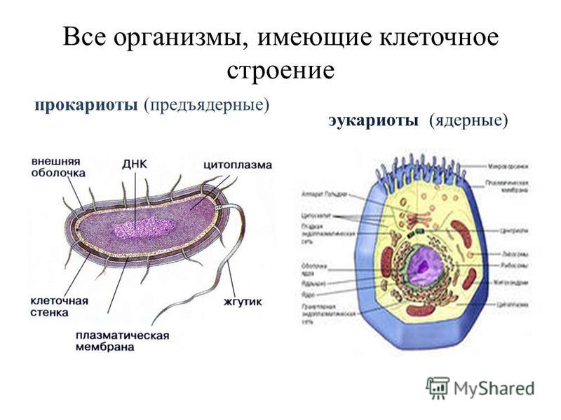 Прокариоты и эукариоты. Строение прокариот и эукариот. Строение клетки прокариот и эукариот рисунок. Строение прокариотической клетки и эукариотической клетки. Строение прокариотической и эукариотической клеток.