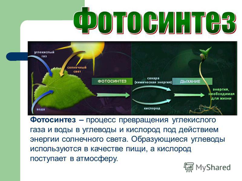 Как называется данный процесс углекислый газ вода. Процесс фотосинтеза. Фотосинтез фотография. Схема процесса фотосинтеза. Схема фотосинтеза у растений.