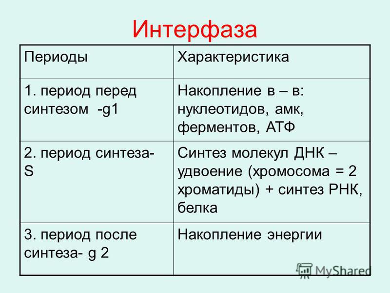 Последовательность интерфазы