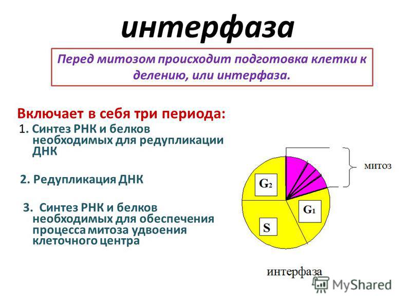 Что происходит в интерфазе. Периоды интерфазы схема. Интерфаза характеристика процессов. Интерфаза этапы схема. Клеточный цикл интерфаза.