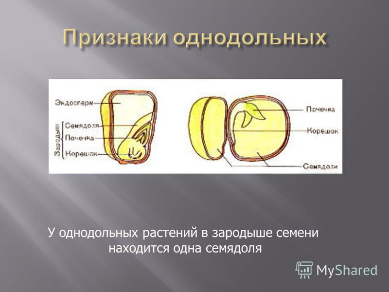 Зародыш фасоли. Семядоля. Семядоля однодольных. Зародыш семени Однодольные растения. Семядоля у однодольных растений.