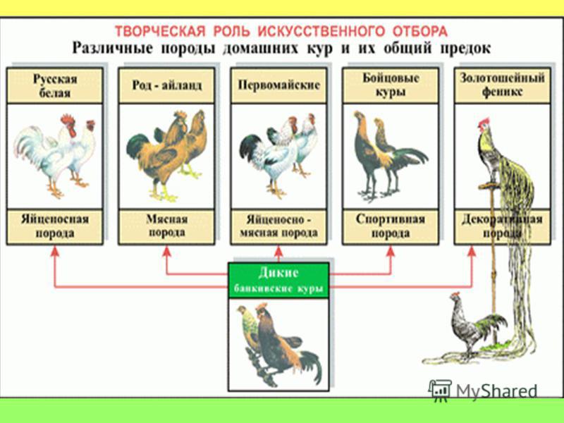 Особенности искусственного отбора