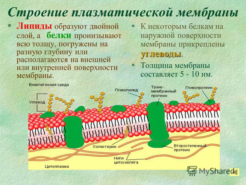 Фото плазматической мембраны