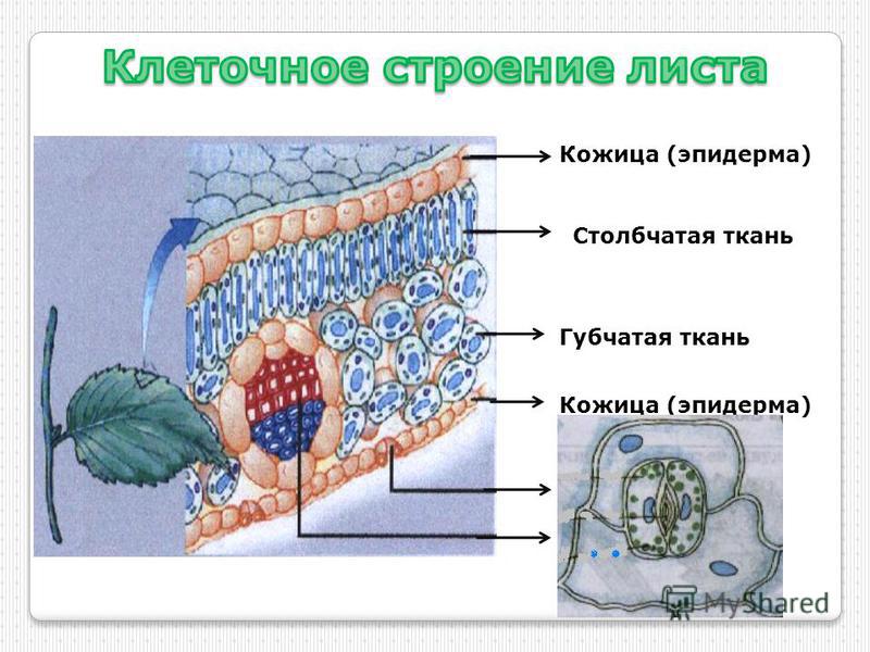 Клеточное строение листа 6 класс. Столбчатая и губчатая ткань листа. Строение кожицы и мякоти листа. Строение клетки кожицы листа. Столбчатая ткань листа функции.