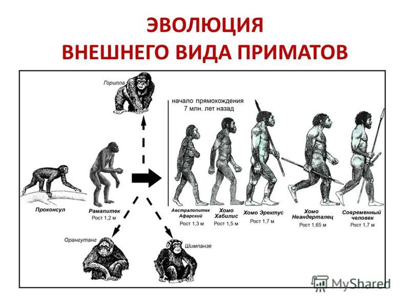 Этапы эволюции человека тест