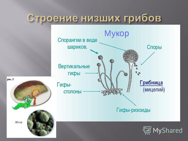 Каковы особенности строения тела гриба. Строение гриба мукора. Строение гриба рода Mucor. Строение мицелия мукора.