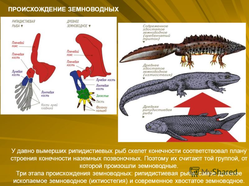 На рисунке изображены этапы развития земноводного назовите этапы под цифрой 1 и 6