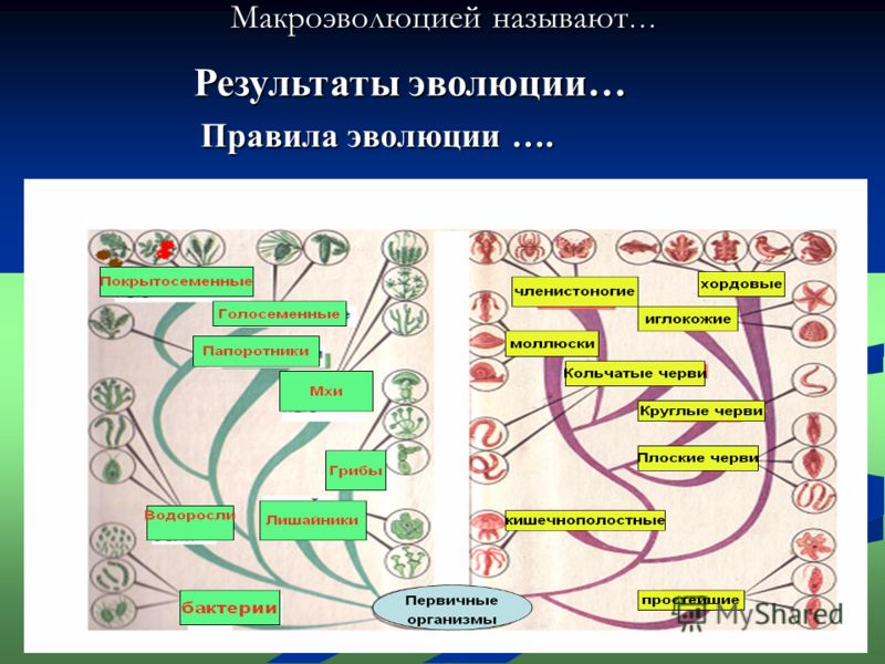 Перечислите результаты эволюции