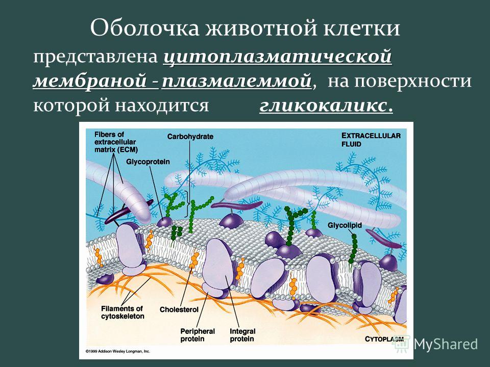 Гликокаликс животной клетки. Клеточная мембрана животных. Клеточная оболочка у животных. Клеточная оболочка животной клетки.