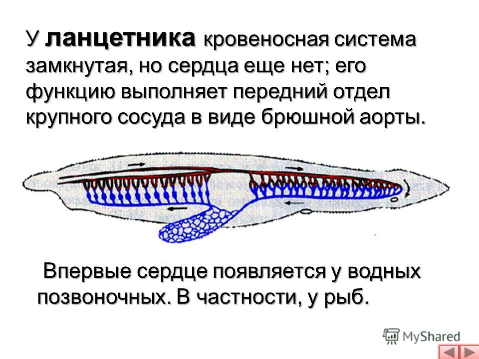 Кровеносная система ланцетника схема в цвете