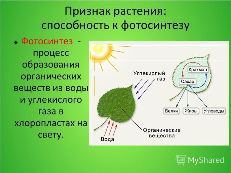 С помощью фотосинтеза образуется