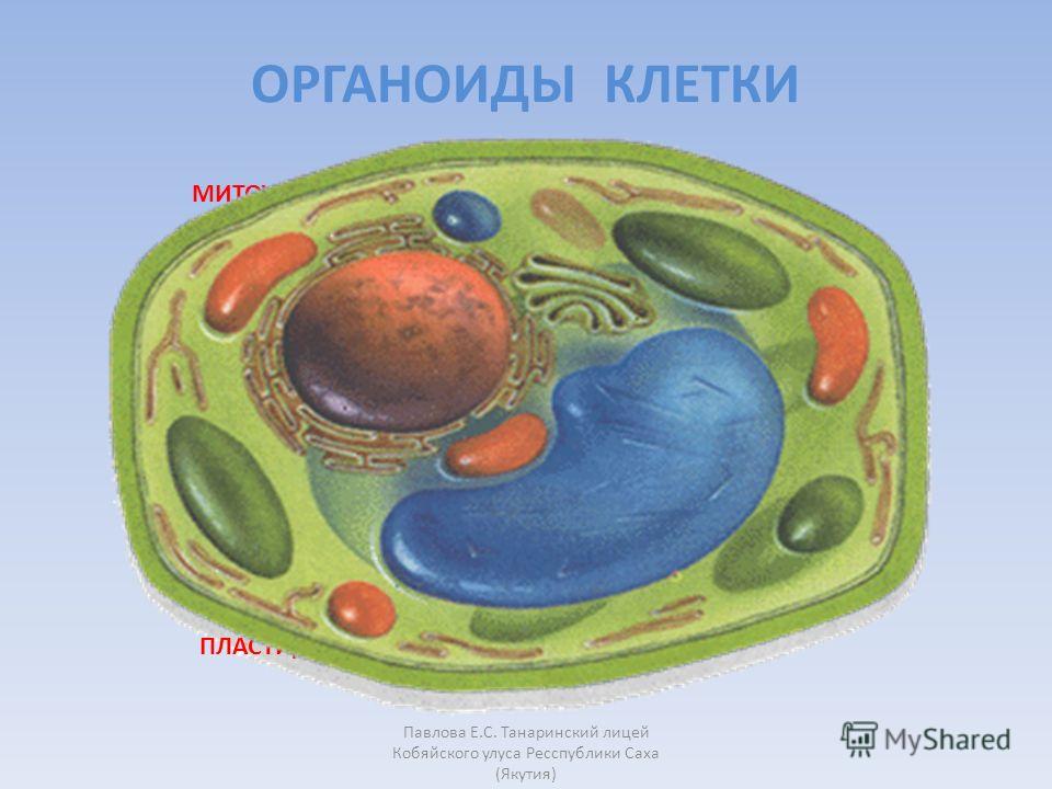 Изображение органоида. Органоиды растительной клетки.