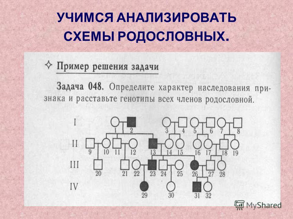 Генетика родословная схема