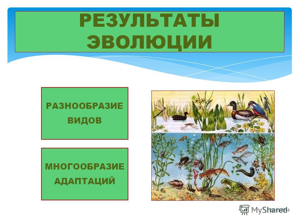 Многообразие видов как результат эволюции презентация