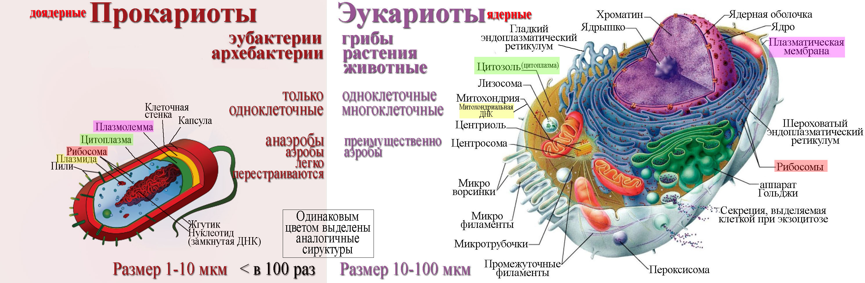 Функции органоидов прокариотической клетки