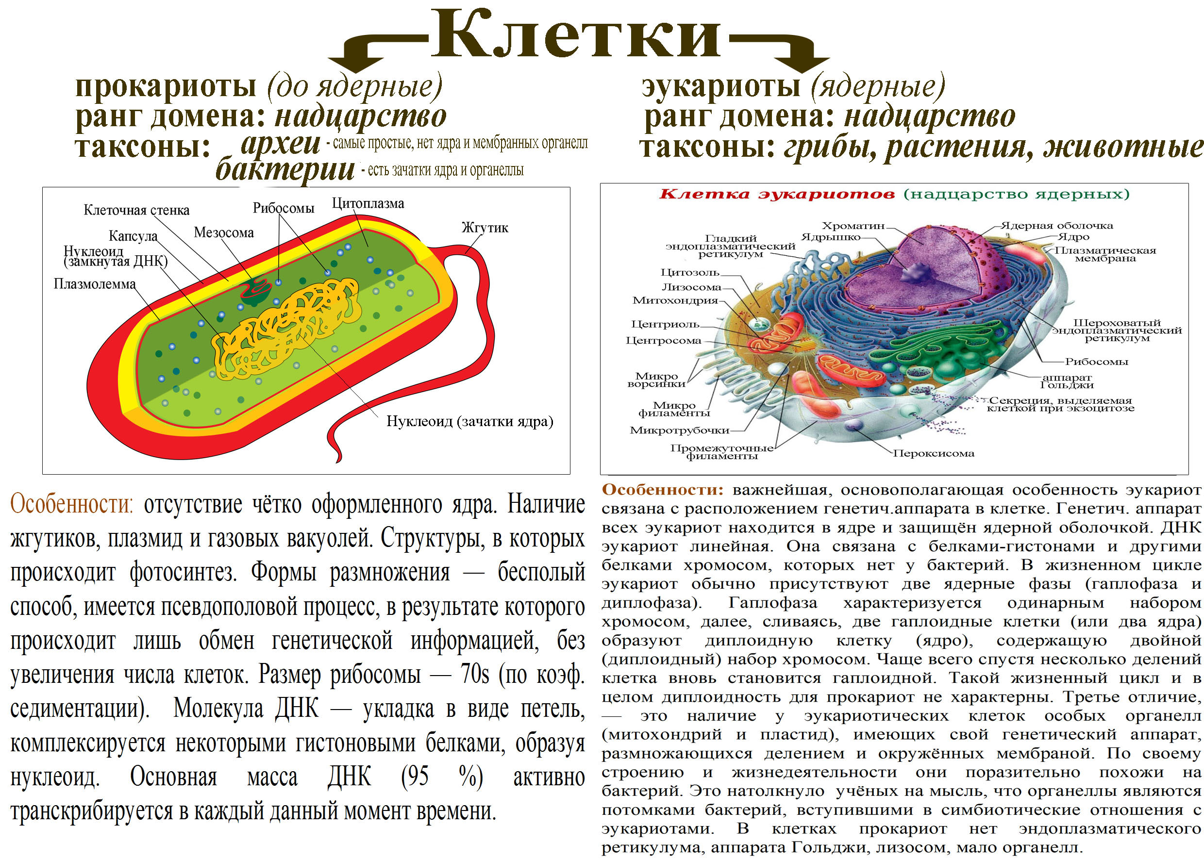 Лабораторная работа строение прокариотической клетки