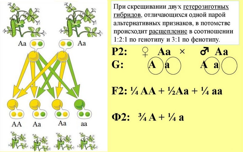 Второй закон Менделя