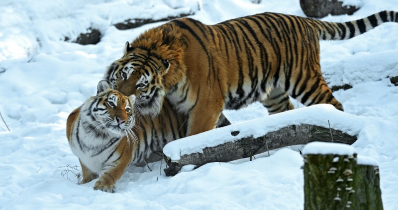 Летний окрас уссурийского тигра делает его более заметным зимой