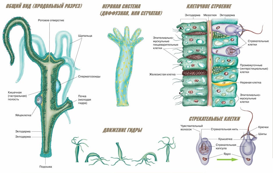 Строение гидры