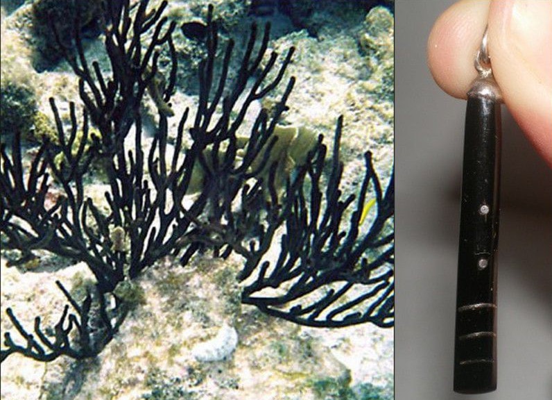 Черные кораллы