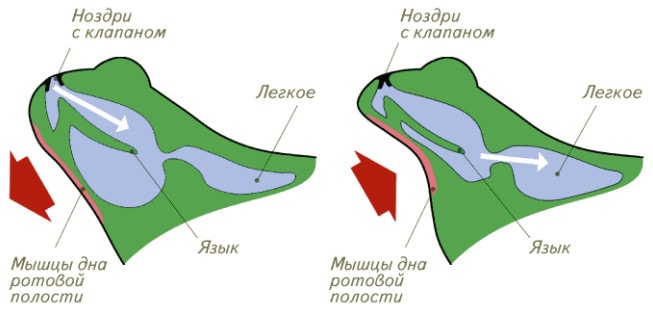 Дыхательная система амфибий