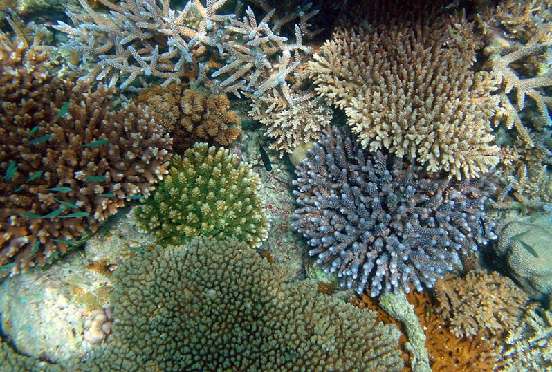 Мадрепоровые кораллы