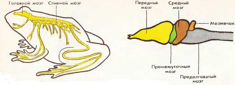 Нервная система амфибий