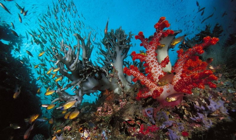Коралловые полипы общая характеристика