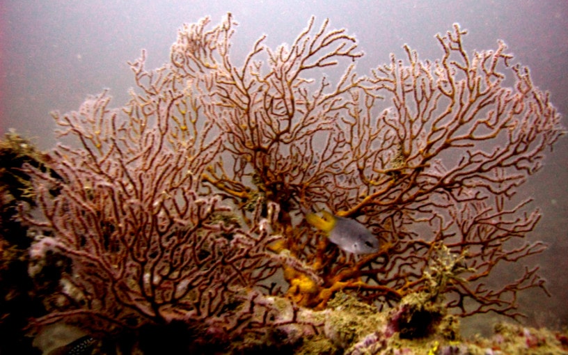 Роговые кораллы