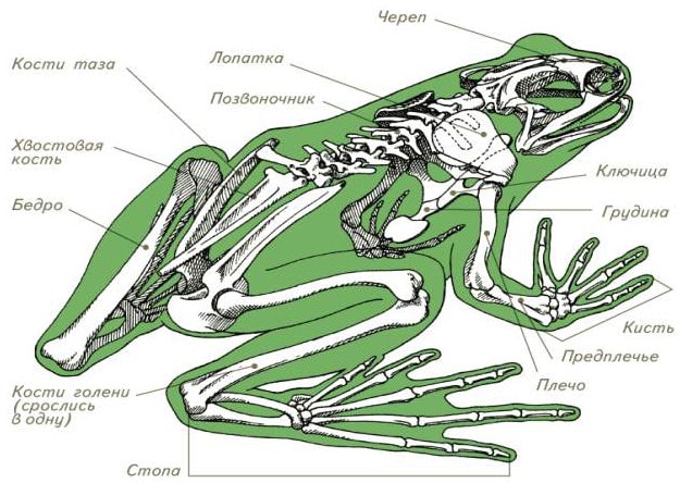 Скелет амфибий
