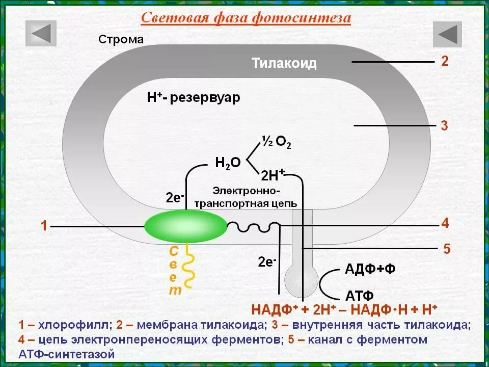 Синтез атф протекает. Фотосинтез мембрана тилакоида. Световая фаза фотосинтеза на мембране тилакоида схема. Фотосинтез световая фаза тилакоиды. Темновая фаза фотосинтеза процессы.