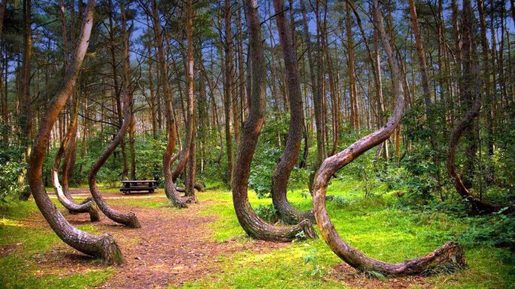 Crooked Forest