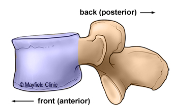 Illustration sideview of vertbra