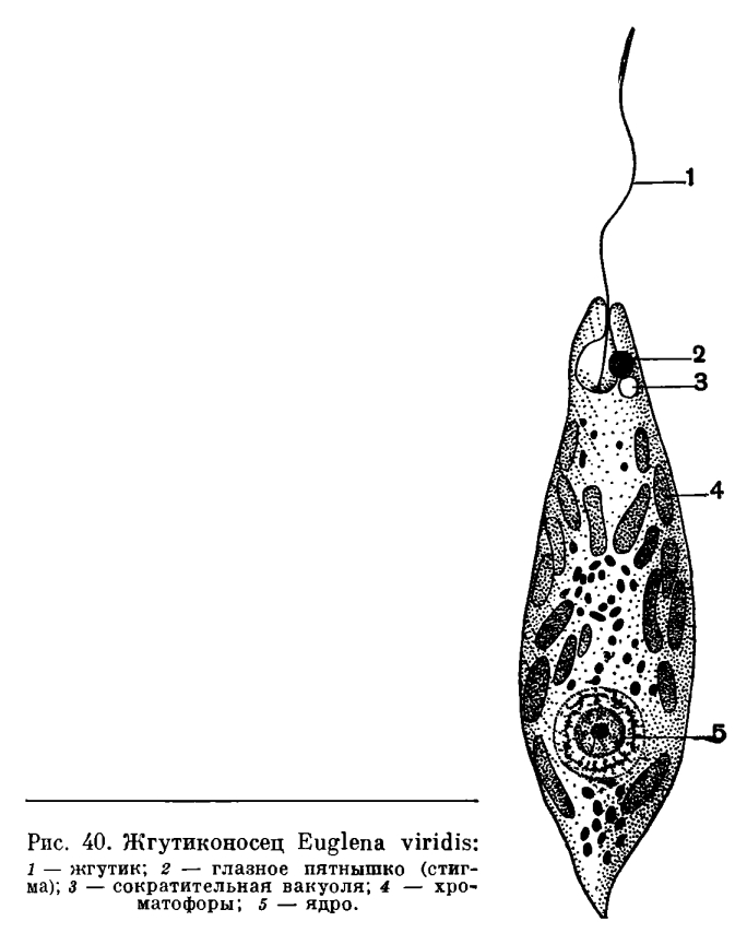 Отряд Эвгленовые (Euglenoidea)