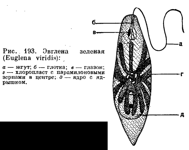 Отдел эвгленовые водоросли (Euglenophyta)