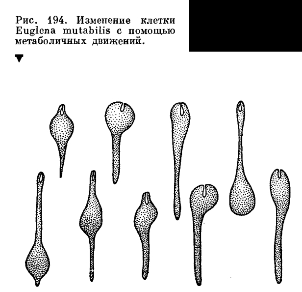 Отдел эвгленовые водоросли (Euglenophyta)