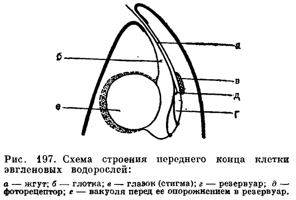 Отдел эвгленовые водоросли (Euglenophyta)