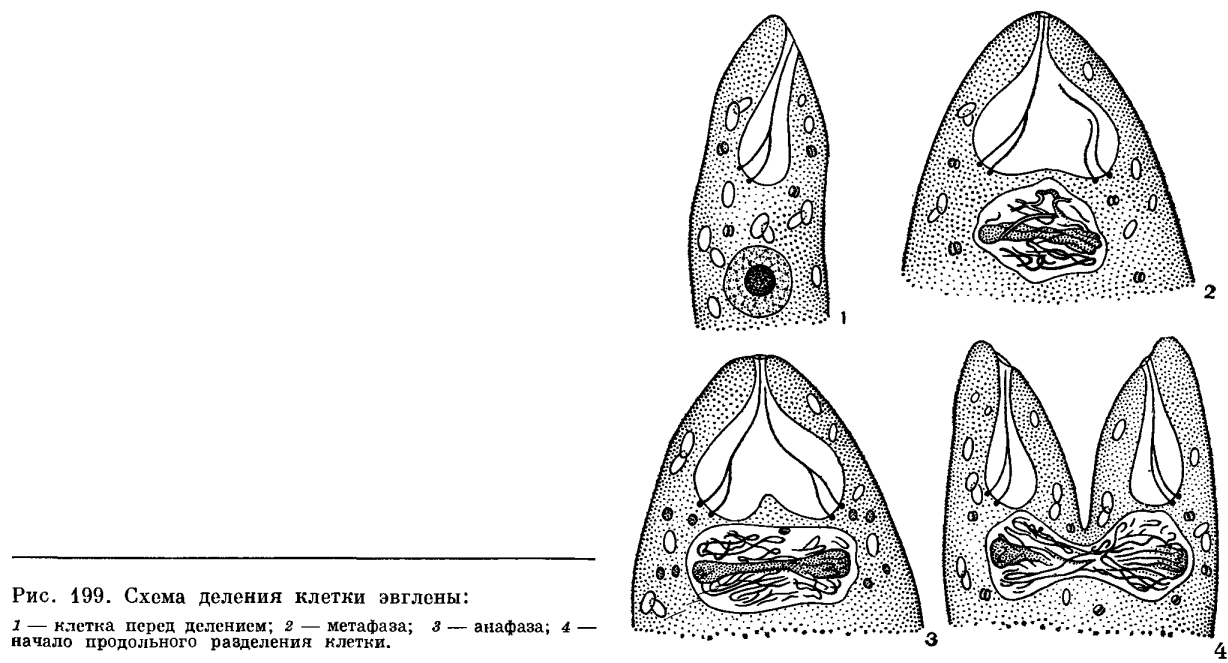 Отдел эвгленовые водоросли (Euglenophyta)