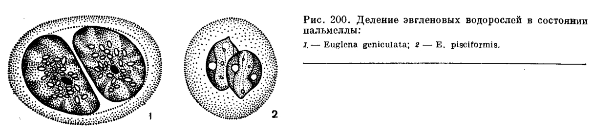 Отдел эвгленовые водоросли (Euglenophyta)