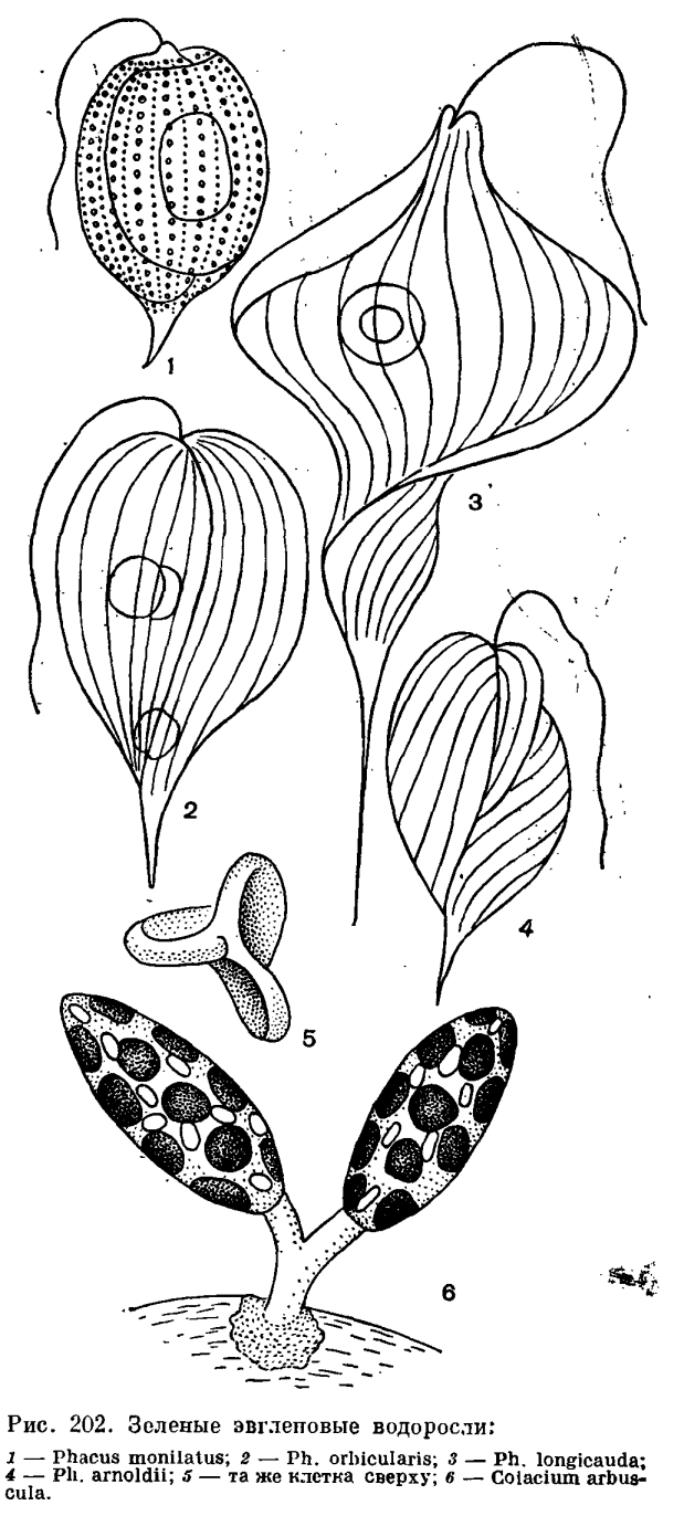 Отдел эвгленовые водоросли (Euglenophyta)