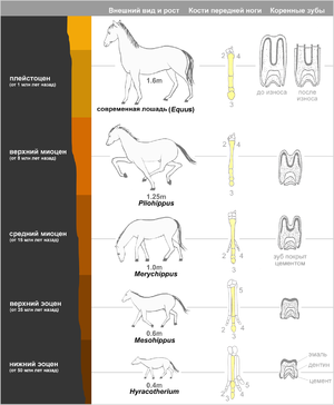 Selection of described Hominin species, 2002