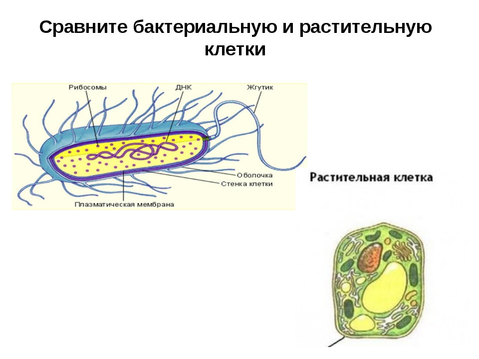 Отличие бактерий от грибов и растений