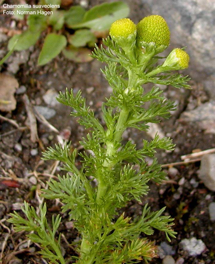 http://nhm2.uio.no/botanisk/nbf/plantefoto/chamomilla_suaveolens_Norman_Hagen01.jpg