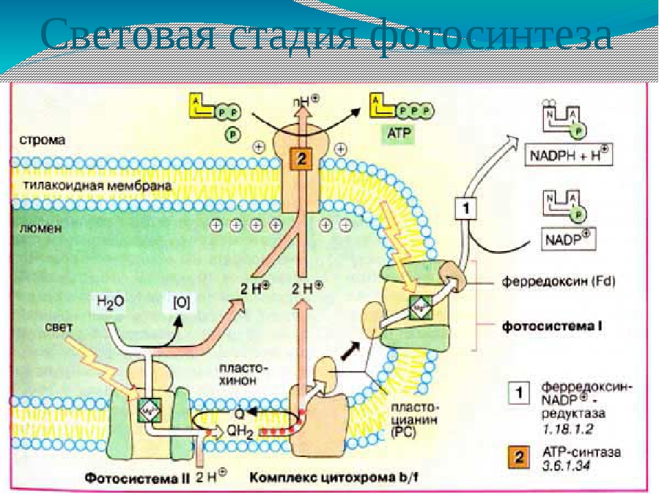 Световая фаза протекает. Световая фаза фотосинтеза схема. Схема световой и Темновой фазы фотосинтеза 10 класс. Схема световой фазы фотосинтеза 10 класс. Световая фаза фотосинтеза ЕГЭ.