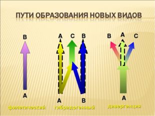 филетический гибридогенный дивергенция А А А В В В С С А А В 