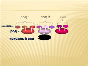 исходный вид род - род 1 род 2 род3 семейство - 