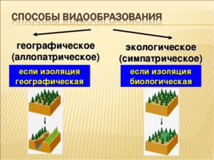 географическое (аллопатрическое) экологическое (симпатрическое) если изоляция