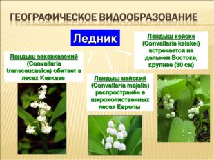 Ландыш майский (Convallaria majalis) распространён в широколиственных лесах Е