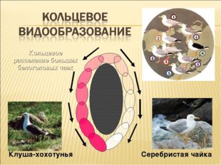 Кольцевое расселение больших белоголовых чаек Клуша-хохотунья Серебристая чайка 